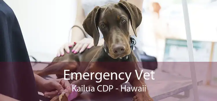 Emergency Vet Kailua CDP - Hawaii