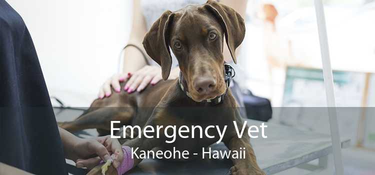 Emergency Vet Kaneohe - Hawaii