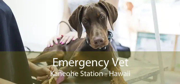 Emergency Vet Kaneohe Station - Hawaii