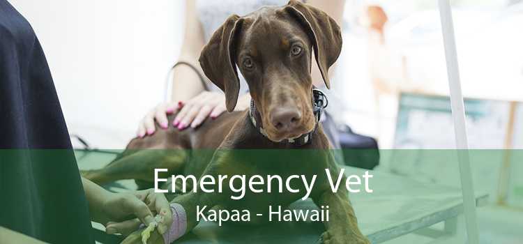 Emergency Vet Kapaa - Hawaii