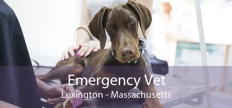 Emergency Vet Lexington - Massachusetts