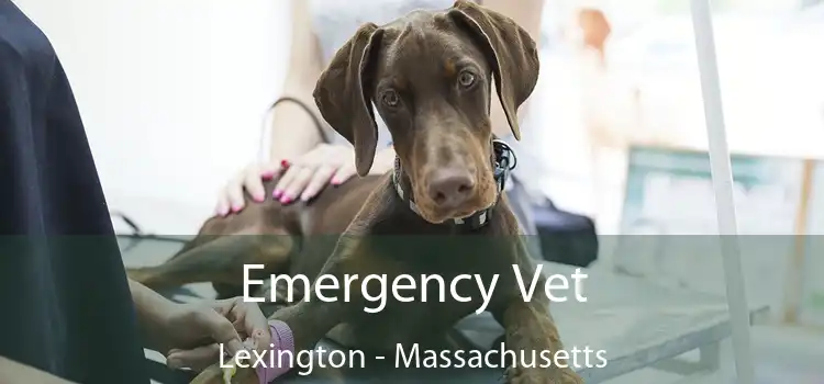 Emergency Vet Lexington - Massachusetts