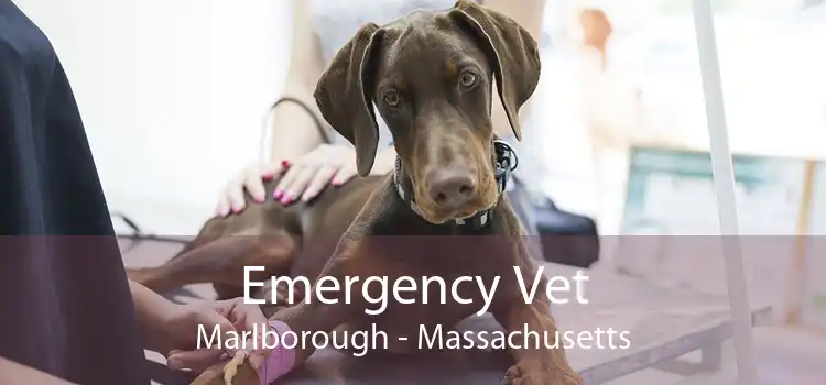 Emergency Vet Marlborough - Massachusetts