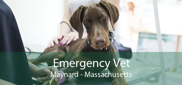 Emergency Vet Maynard - Massachusetts