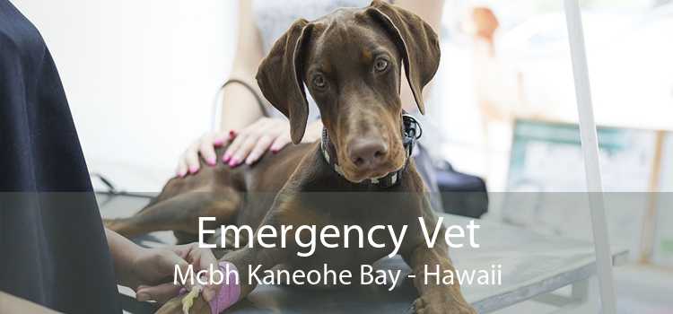 Emergency Vet Mcbh Kaneohe Bay - Hawaii