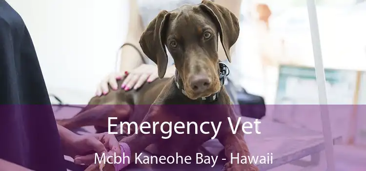 Emergency Vet Mcbh Kaneohe Bay - Hawaii