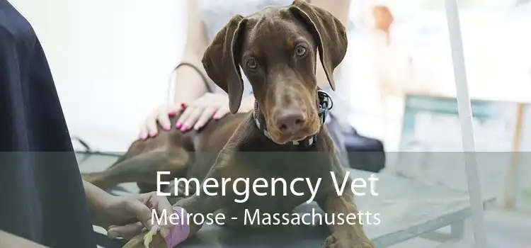 Emergency Vet Melrose - Massachusetts