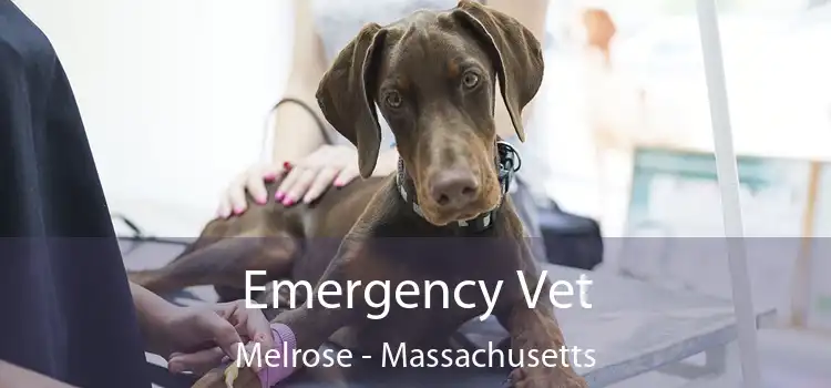 Emergency Vet Melrose - Massachusetts