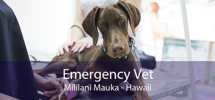 Emergency Vet Mililani Mauka - Hawaii
