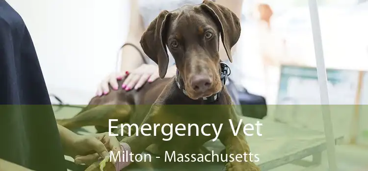 Emergency Vet Milton - Massachusetts