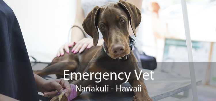 Emergency Vet Nanakuli - Hawaii