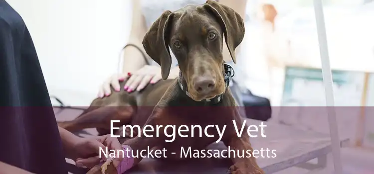 Emergency Vet Nantucket - Massachusetts