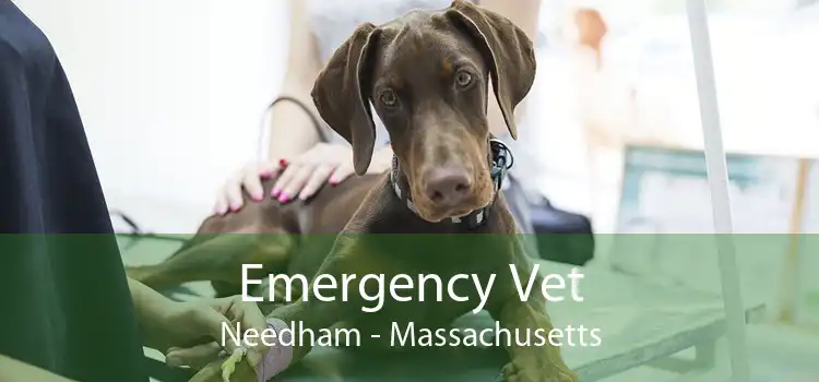 Emergency Vet Needham - Massachusetts