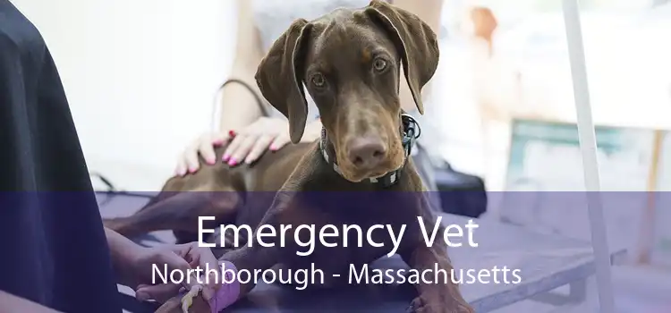 Emergency Vet Northborough - Massachusetts