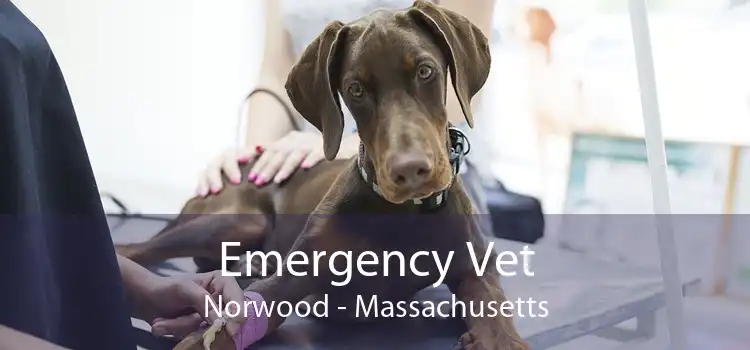 Emergency Vet Norwood - Massachusetts