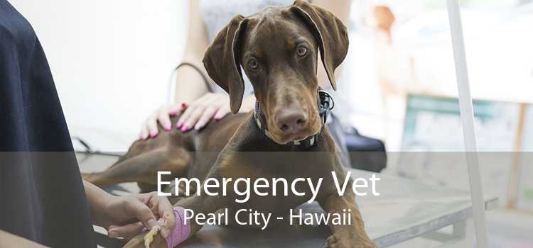 Emergency Vet Pearl City - Hawaii