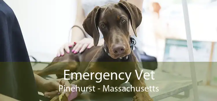 Emergency Vet Pinehurst - Massachusetts