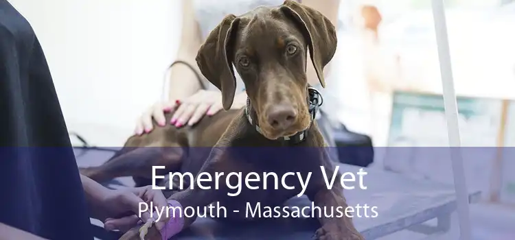 Emergency Vet Plymouth - Massachusetts