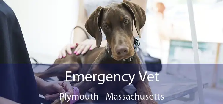 Emergency Vet Plymouth - Massachusetts