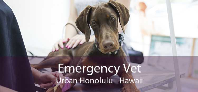 Emergency Vet Urban Honolulu - Hawaii