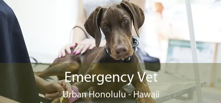 Emergency Vet Urban Honolulu - Hawaii
