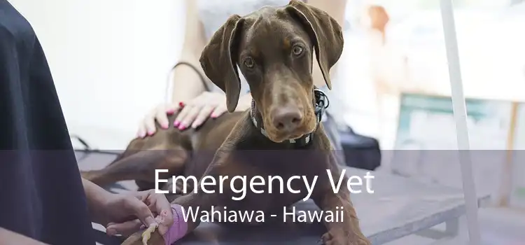 Emergency Vet Wahiawa - Hawaii