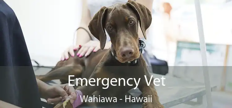 Emergency Vet Wahiawa - Hawaii