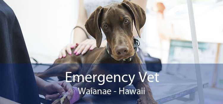 Emergency Vet Waianae - Hawaii