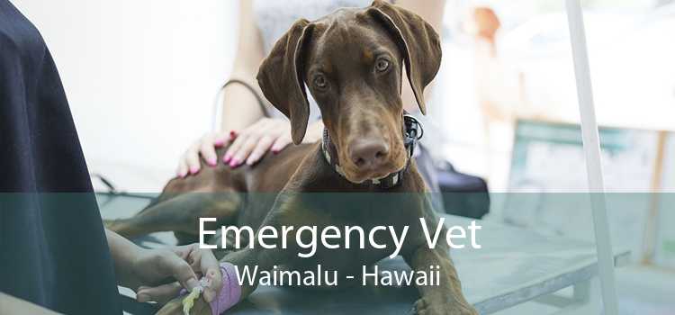 Emergency Vet Waimalu - Hawaii