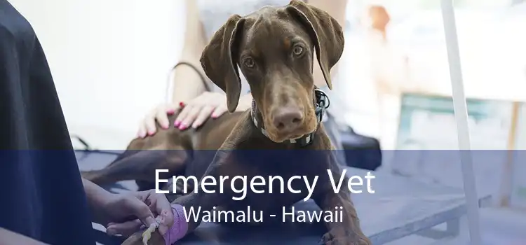 Emergency Vet Waimalu - Hawaii