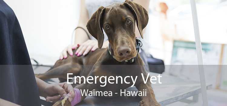 Emergency Vet Waimea - Hawaii
