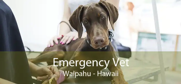 Emergency Vet Waipahu - Hawaii