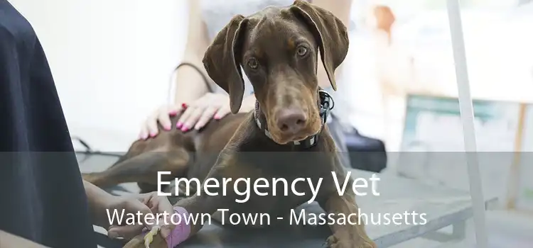 Emergency Vet Watertown Town - Massachusetts