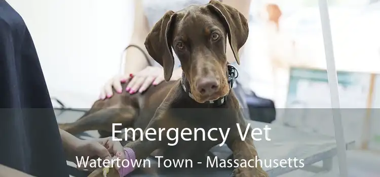 Emergency Vet Watertown Town - Massachusetts