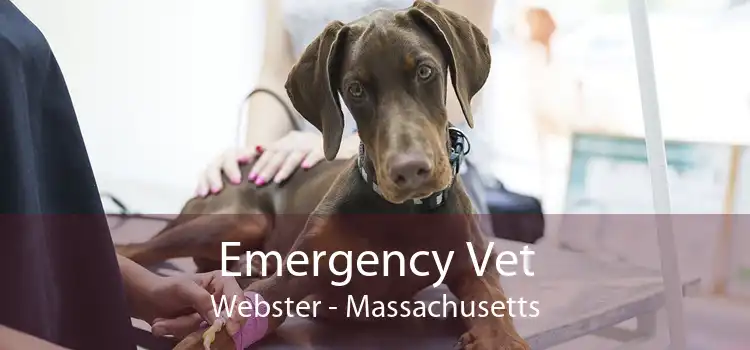 Emergency Vet Webster - Massachusetts