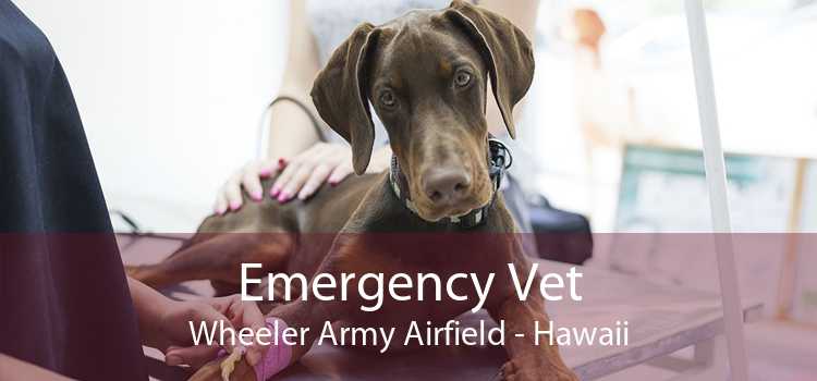 Emergency Vet Wheeler Army Airfield - Hawaii