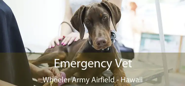 Emergency Vet Wheeler Army Airfield - Hawaii