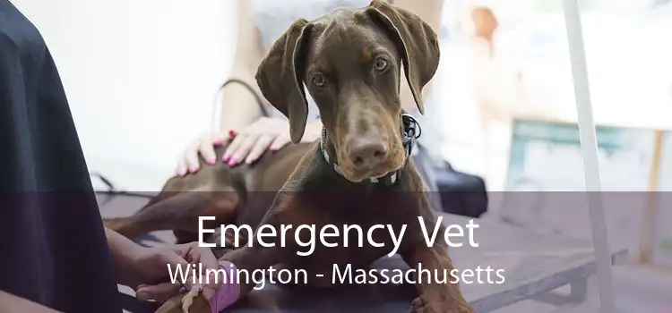 Emergency Vet Wilmington - Massachusetts