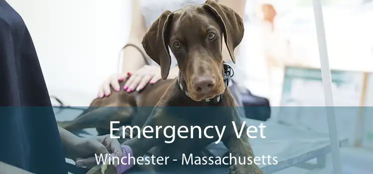 Emergency Vet Winchester - Massachusetts