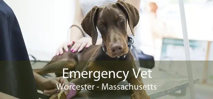 Emergency Vet Worcester - Massachusetts