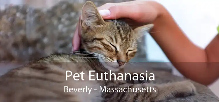 Pet Euthanasia Beverly - Massachusetts