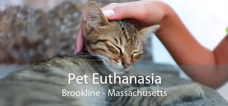 Pet Euthanasia Brookline - Massachusetts