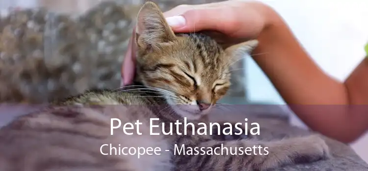 Pet Euthanasia Chicopee - Massachusetts