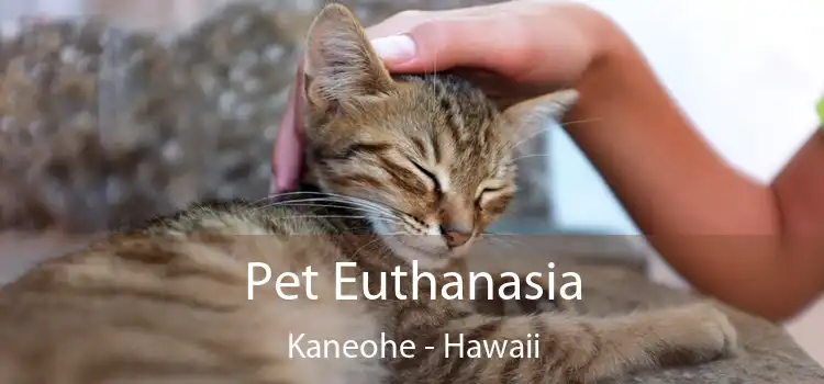 Pet Euthanasia Kaneohe - Hawaii