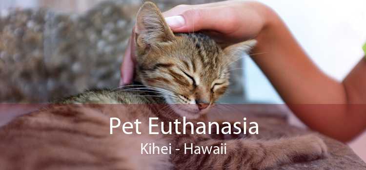 Pet Euthanasia Kihei - Hawaii