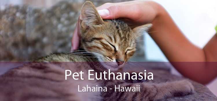 Pet Euthanasia Lahaina - Hawaii