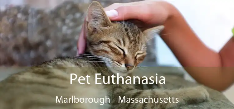 Pet Euthanasia Marlborough - Massachusetts