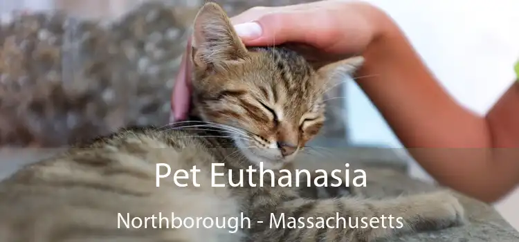 Pet Euthanasia Northborough - Massachusetts