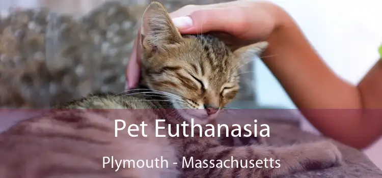 Pet Euthanasia Plymouth - Massachusetts