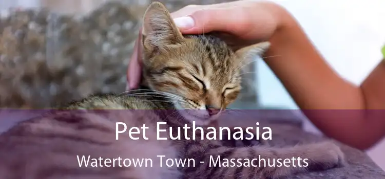 Pet Euthanasia Watertown Town - Massachusetts